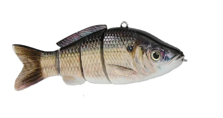 Gizzard Shad