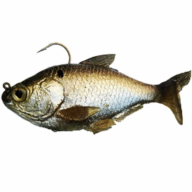 Gizzard Shad