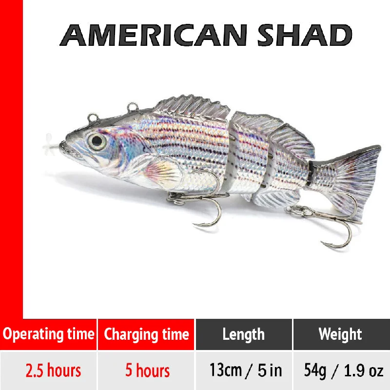 American Shad