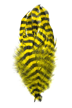 Barred Yellow